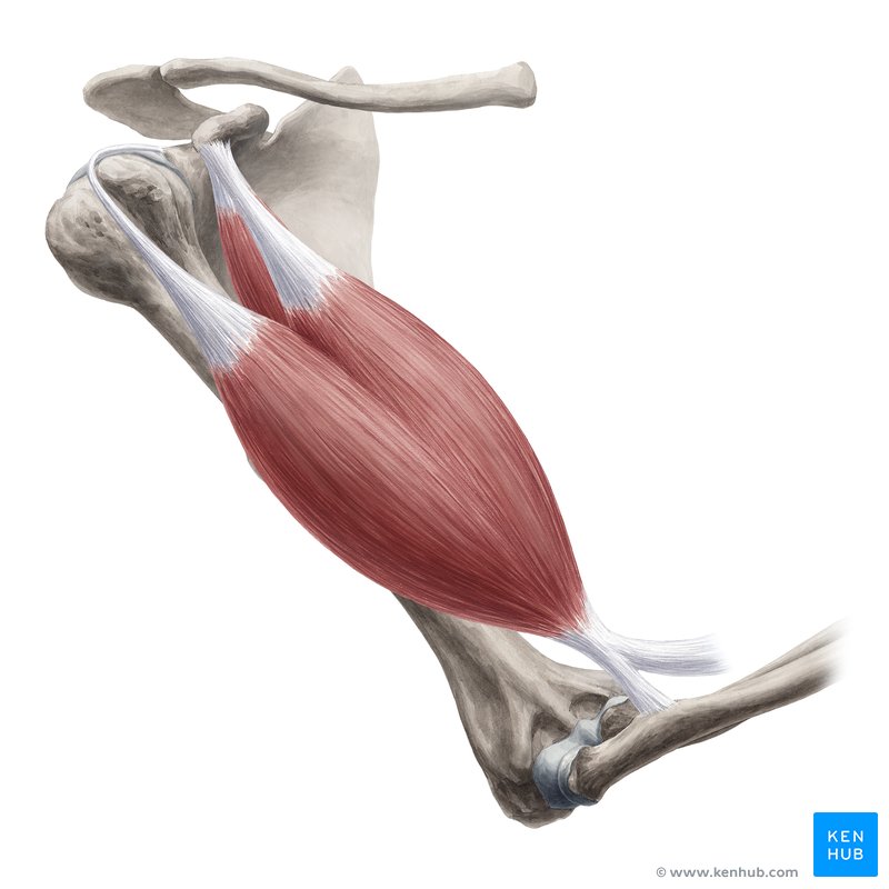 <p><span><span>a prominent, two-headed muscle situated on the anterior (front) aspect of the upper arm, spanning from the scapula (shoulder blade) to the radius (forearm bone).</span></span></p>