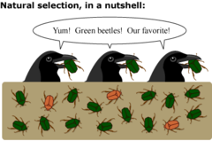 <p>The environment selects the favorable characteristics in a population that benefits survival.</p>