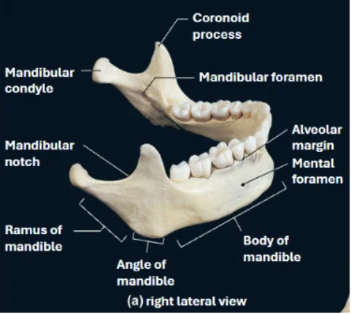 <p>Bone:</p><p>Mandible Bone</p><p></p><p>Sturcture:</p><p class="J4GZTQ"><span>Mandibular symphysis - midline of chin</span></p><p class="J4GZTQ"><span>Mental protuberance - chin</span></p><p class="J4GZTQ"><span>Body - jawline (mewing)</span></p><p class="J4GZTQ"><span>Ramus - back corner arches of jaw</span></p><p class="J4GZTQ"><span>Angle - between body and ramus</span></p><p class="J4GZTQ"><span>Condyle - smooth surface</span></p><p class="J4GZTQ"><span>Neck - below condyle, above ramus</span></p><p class="J4GZTQ"><span>Coronoid process - middle bump / shark fin</span></p><p class="J4GZTQ"></p><p class="J4GZTQ">Articulation:</p><p class="J4GZTQ">Temporomandibular joint</p><p></p>