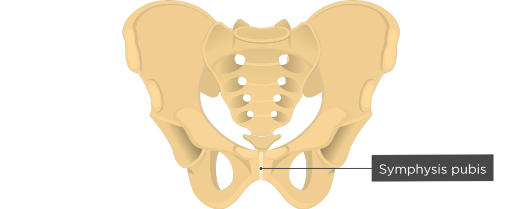 <p>Pubic Symphysis</p>