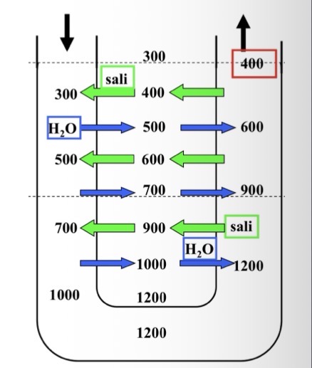 <p><span>• </span><strong><span>Il problema:</span></strong><span> L'iperosmolarità creata potrebbe essere dissipata ("lavata via") dal sangue, se l'acqua uscisse dai capillari e i soluti entrassero.</span></p><p><span>• </span><strong><span>Sistemi per mantenere l'osmolarità:</span></strong></p><p><span>1. </span><strong><span>Distribuzione del flusso renale:</span></strong><span> Flusso non omogeneo. 90% del sangue è nella corticale; solo il 10% nella midollare (di cui solo 3% nella midollare interna). Il basso flusso limita l'asportazione di soluti e l'immissione di acqua.</span></p><p><span>2. </span><strong><span>Vasa Recta (Microcircolo midollare):</span></strong><span> I capillari che perfondono le anse di Henle hanno forma a forcina.</span></p><p><span>• Funzionano da </span><strong><span>scambiatori in controcorrente</span></strong><span>.</span></p><p><span>• </span><strong><span>Discesa:</span></strong><span> Il sangue assorbe soluti e rilascia acqua nell'interstizio.</span></p><p><span>• </span><strong><span>Risalita:</span></strong><span> Il sangue riassorbe acqua e rilascia soluti.</span></p><p><span>• Risultato: Esportano soluti in quantità limitata, mantenendo intatta l'iperosmolarità creata dall'Ansa di Henle.</span></p>