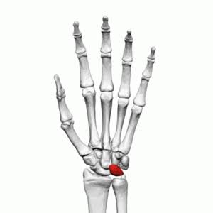 <p>Name this carpal </p>