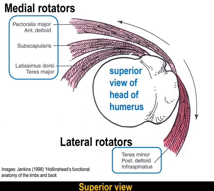 <ul><li><p>teres minor</p></li><li><p>deltoid (posterior)</p></li><li><p>infraspinatus</p></li></ul><p></p>