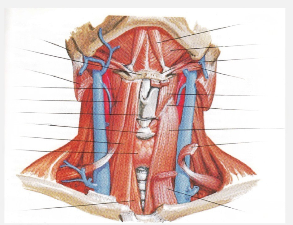 <p>Sternohyoid</p>