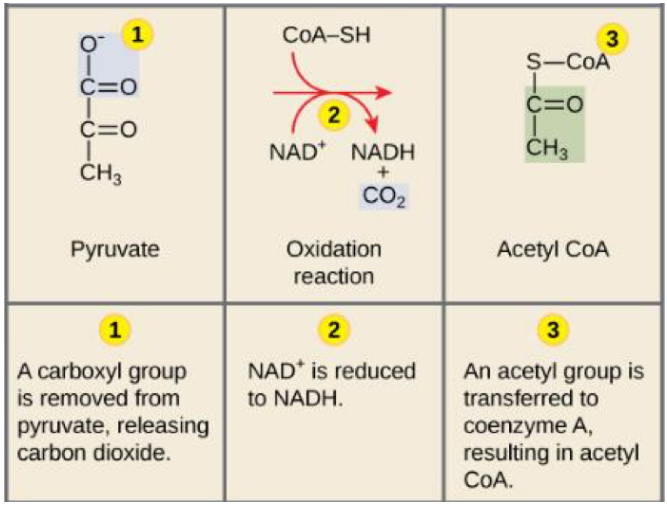 <p>pyruvate broken down, oxidized attached to coenzyme (CoA)</p><p>releases CO2, generates NADH and results in acetyl-CoA</p>