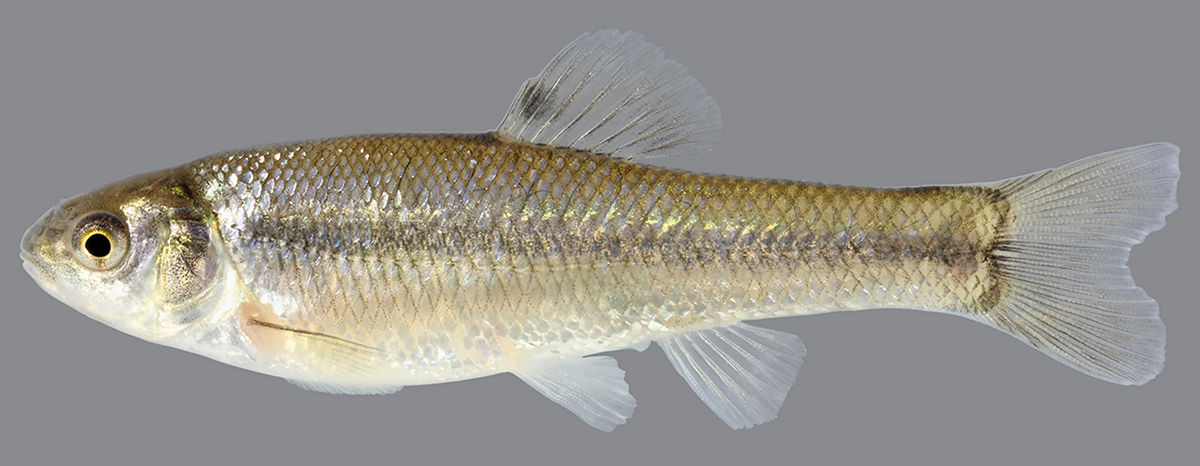 <p>Blunt/fat head, small terminal mouth, dark lateral strip ending in a tail spot, breeding males: black head + pale nuptial bumps</p>