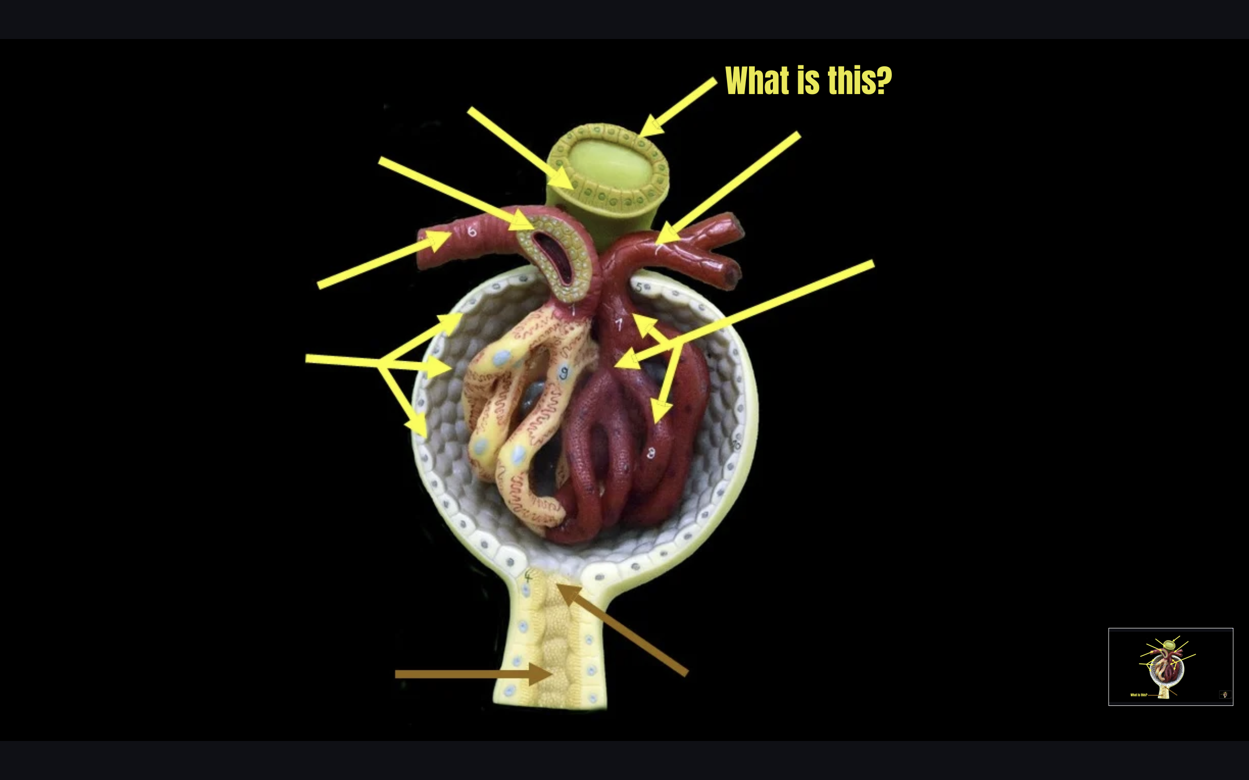 term image