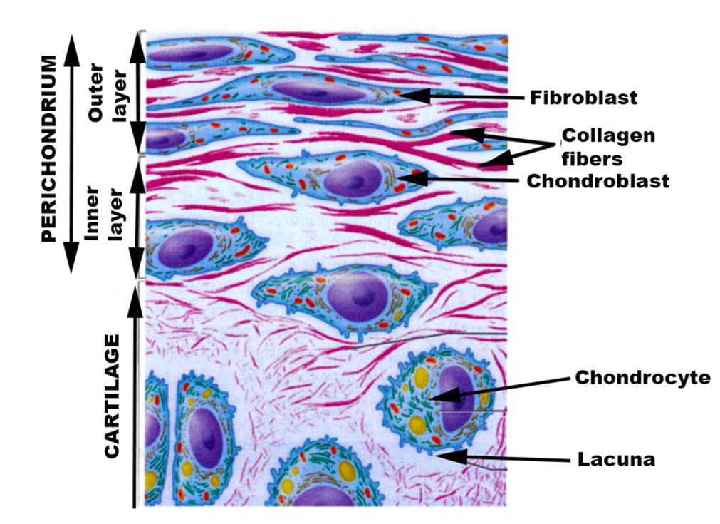<p>Is a thin (0.2-0.4 mm) layer of dense, fibrous connective tissue covering the outer surface of hyaline and elastic cartilages</p>