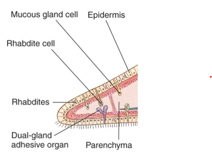 <p>rod shaped vesicles inside epidermal cells </p>