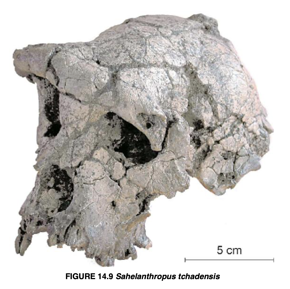 <p>Sahelanthropus tchadensis</p>