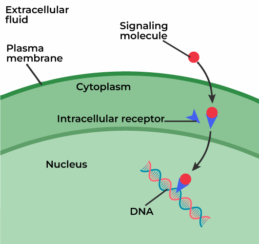 <p>steroid hormones cross membrane and bind to receptors inside cell</p>
