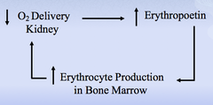 <p>-Kidneys filter the blood and indirectly measuring the oxygen level in the blood being delivered to kidneys</p><p>-WHEN O2 delivery to kidneys are low: Secrete the hormone erythropoietin which acts on the bone marrow to make more RBC (erythrocyte production)</p>