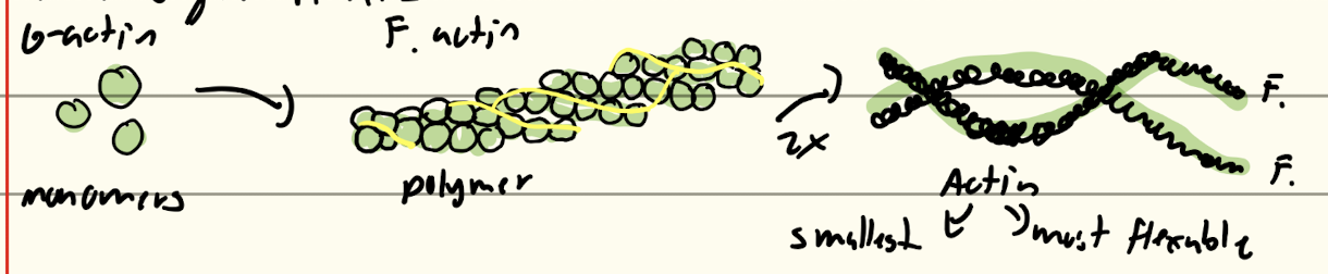 <p>Smallest most flexible made up of g-actin forming f-actin that makes a polymer 2 polyers make a double helix of your microfilament</p><p>Involved in…</p><p>Cell Migration: can change shape of cell to fit between things (ex diapedesis)</p><p>Cell Division: pinches 1 cell into 2 during cytokiesis</p><p>Cell Extensions: tiny finger-like on cells, makes up microvilli (for GIT) and stereocilia (ear)</p><p>Cell Junctions: helps make up adhernis and tight junctions</p><p>Muscle contraction: sticks to myosin to create a contraction</p><p>Membrane Transport: allow for things that are outside of the cell to come into the cell; helps with endocytosis (bring in) and exocytosis (things out)</p>