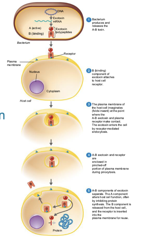 <ol><li><p>Bacterium produces and releases the A-B toxin </p></li><li><p>B (Binding) component of exotoxin attaches to host cell receptor </p></li><li><p>The plasma membrane of the host cell invaginates (folds inward) at the point where the A-B exotoxin and plasma receptor make contact. The exotoxin enters the cell by receptor-mediated endocytosis </p></li><li><p>A-B exotoxin and receptor are enclosed in pinched-off portion of plasma membrane during phagocytosis </p></li><li><p>A-B components of exotoxin separate. The A component alters the host cell function, often by inhibiting protein synthesis. The B component is released from the host cell, and the receptor is inserted into the plasma membrane for reuse. </p></li></ol><p></p>