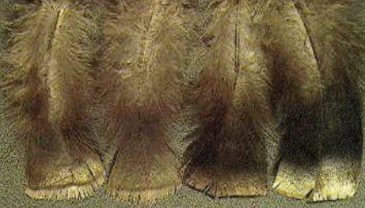 <p>Male breast feathers are black tipped and iridescent white females are tan or have a buffed tip </p>