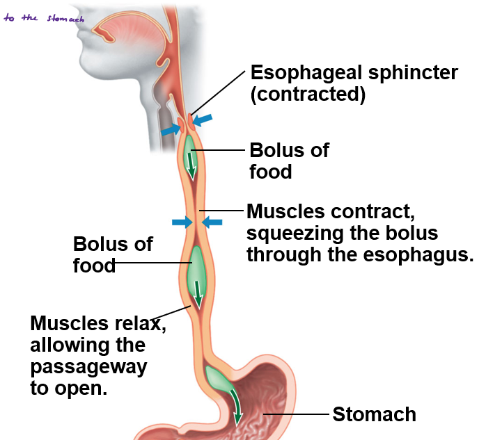 <p><span><span>What is peristalsis?</span></span></p>