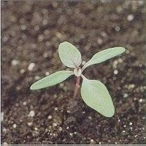 <p>Identify the weed</p>
