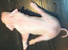 <p>Shortly after birth, a piglet presents like this. You notice the floor is a little slippery. What is happening and what can you do to help?</p>
