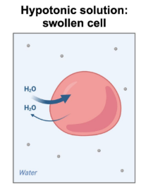 <p><strong>Swollen Cell</strong></p>