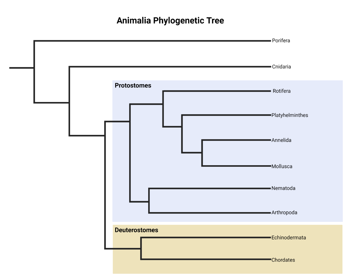 <p></p><p><strong>Echinodermata</strong></p><p><strong>Mnemonic:&nbsp;</strong>Remember the animal phyla with the following phrase (the final two, Echinodermata and Chordata, are the deuterostomes):</p><p><strong>P</strong>rivileged <strong>C</strong>hildren <strong>P</strong>lay <strong>N</strong>icely <strong>R</strong>apidly <strong>A</strong>nd <strong>M</strong>aturely, <strong>A</strong>rthur <strong>E</strong>nsures <strong>C</strong>ooperation</p><p><strong>P</strong>orifera <strong>C</strong>nidaria <strong>P</strong>latyhelminthes <strong>N</strong>ematoda <strong>R</strong>otifera <strong>A</strong>nnelida <strong>M</strong>ollusca <strong>A</strong>rthropoda <strong>E</strong>chinodermata <strong>C</strong>hordata</p><p></p><p><span>Platyhelminthes, Nematoda, Rotifera, Annelida, Mollusca, and Arthropoda are protostomes.&nbsp; </span></p>