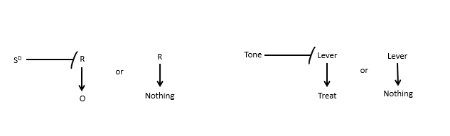 <ul><li><p>indicates whether the R-O relation is in effect </p></li><li><p>Basically → a stimulus that signals whether a response will produce an outcome </p></li><li><p>SD kind of sets the conditions under which the response is effective </p></li></ul><p></p><p>Ex: </p><p>Tone on → lever gives treat </p><p>Tone off → lever press gives nothing </p><p>Here the animal is not just learning Lever press → food </p><p>It is learning:</p><ul><li><p>Tone present: lever press → food </p></li><li><p>Tone absent: lever press → nothing</p></li></ul><p></p>
