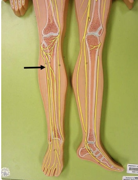 <p>motor to fubularis longus</p>