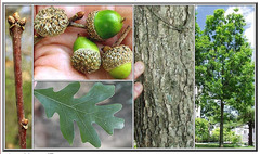 <p>Fagaceae - Quercus alba</p>