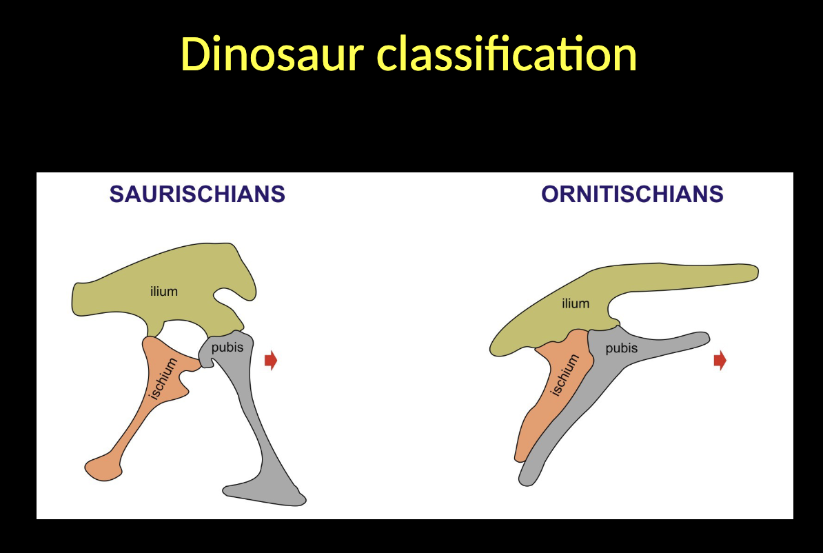 <p><span style="color: rgb(255, 251, 251);">Dinosaur classification</span></p><ul><li><p><span style="color: rgb(255, 251, 251);">Superorder Dinosauria is subdivided into two orders based on the position of the PUBIS BONE of the pelvic girdle.<br>– Order SAURISCHIA (resembles the position known from the LIZARDS)<br>– Order ORNITISCHIA  (resembles the position encountered in BIRDS).</span></p></li></ul><p></p>