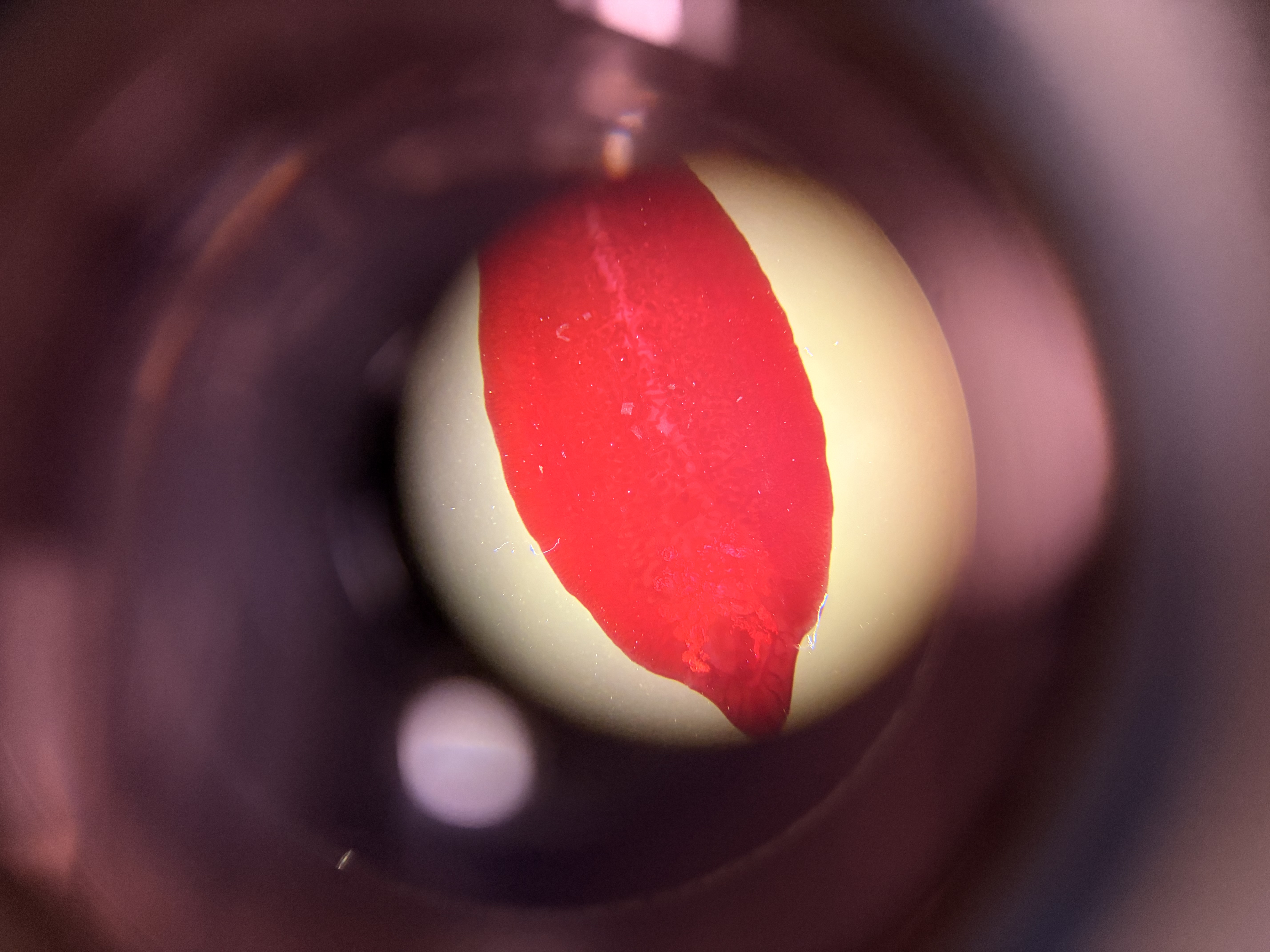 <p>What phylum and class does this organism belong to?</p>