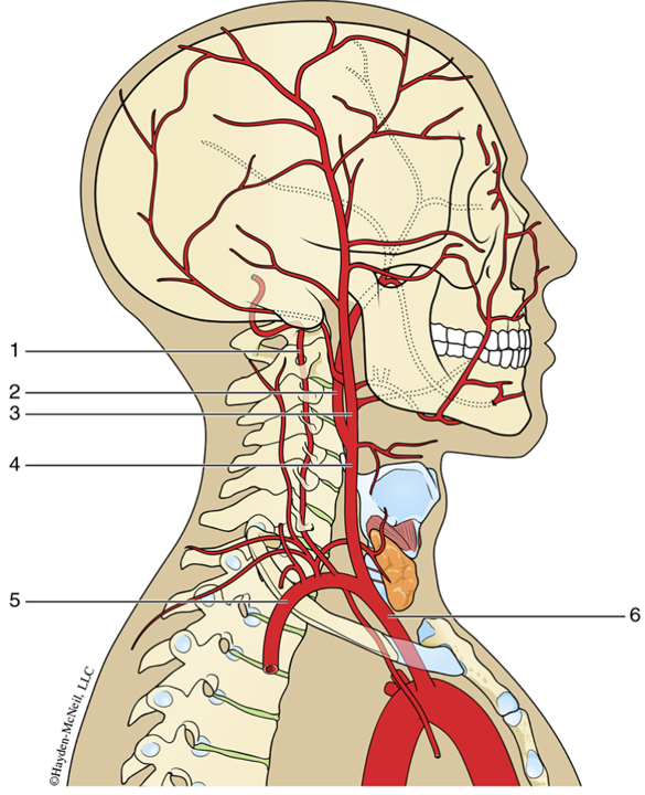 <p><span>Brachiocephalic artery/trunk </span></p>