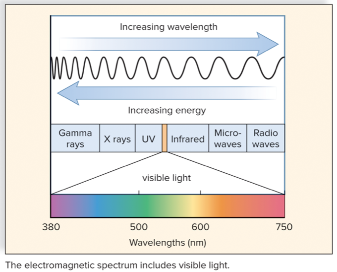 <ul><li><p>Blue: ~450 nm</p></li><li><p>Green: ~550 nm</p></li><li><p>Red: ~650–700 nm</p></li></ul><p></p>