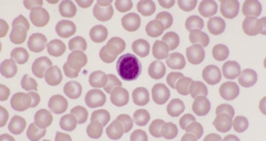 <p>creates antibodies & reacts to invaders (biggest nucleus)</p>