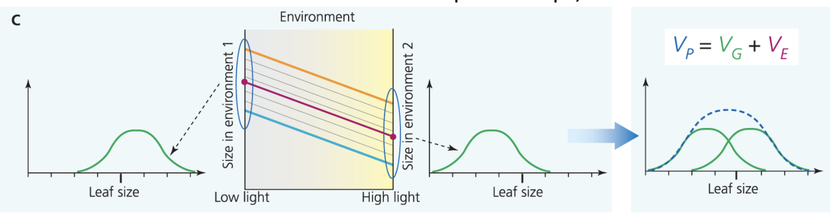 <p>V<sub>P</sub> + V<sub>E</sub> + V<sub>G</sub></p>
