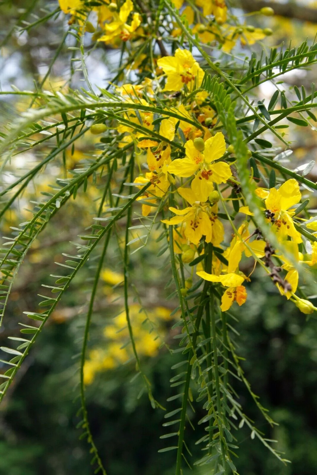 <p>Jerusalem thorn/retama</p>