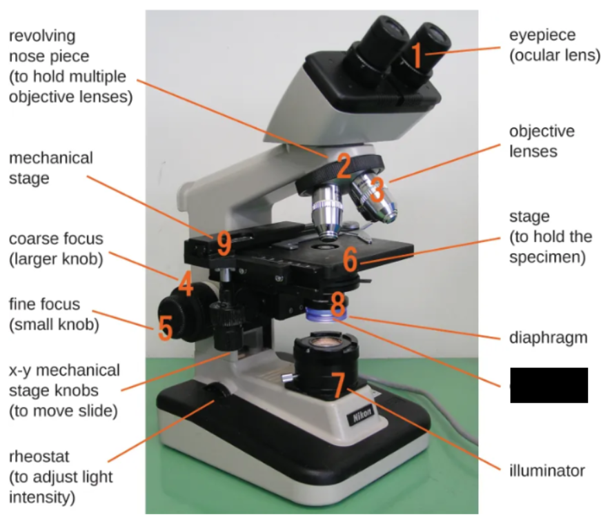 <p><span style="background-color: transparent;">Lens below the stage that focuses light on the specimen</span></p>