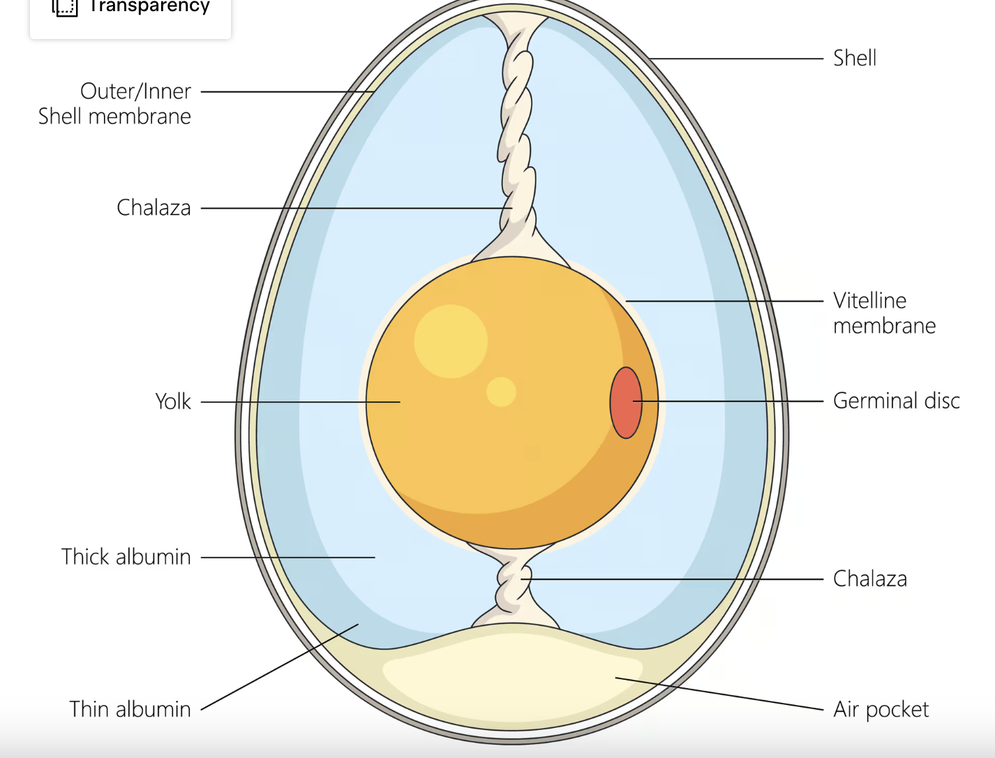 <ul><li><p>yolk</p></li><li><p>albumen</p></li><li><p>chalazae</p></li><li><p>germinal disk</p></li><li><p>vitelline membrane</p></li><li><p>air cell</p></li><li><p>inner and outer membranes</p></li></ul><p></p>