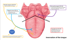 <p>CN IX (glossopharyngeal)</p>