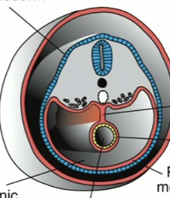 <ol><li><p>what is the yellow tube</p></li><li><p>what is the outer red layer</p></li><li><p>what is the space under the yellow tube</p></li><li><p>what is the blue layer surrounding</p></li><li><p>what is the thick red column above the yellow tube</p></li><li><p>what is the red layer that is directly surrounding the yellow tube</p></li></ol><p></p>
