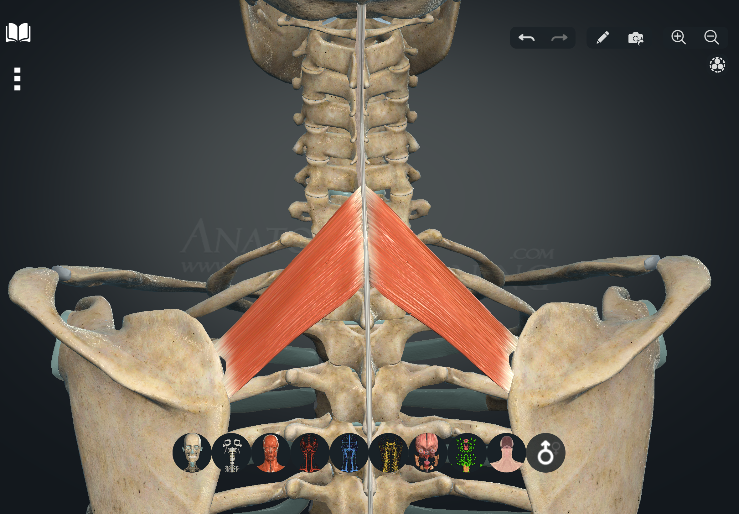 term image