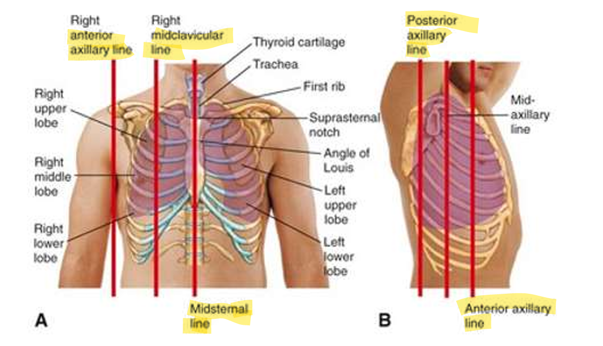 <p>A. </p><ul><li><p>Anterior axillary line</p></li><li><p>Midclavicular line</p></li><li><p>Midsternal line</p></li></ul><p>B</p><ul><li><p>Posterior axillary line</p></li><li><p>Anterior axillary line</p></li></ul><p></p>