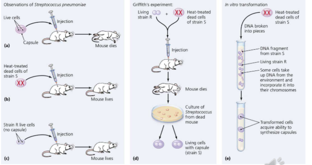 <ol><li><p>Frederick Griffith was a British bacteriologist who conducted a series of experiments in the 1920s, investigating bacterial transformation in Streptococcus pneumoniae. His work was one of the first to suggest that genes carry the information that determines an organism's traits and laid the groundwork for future DNA research. <strong>What significant difference did Griffith observe between the R and S strains of Streptococcus pneumoniae?</strong></p></li><li><p>I<span style="color: rgb(0, 0, 0);">n Griffith's experiment, <strong>what happened when a mouse was injected with a combination of heat-killed S strain and live R strain of Streptococcus pneumoniae?</strong></span></p></li></ol><p></p>