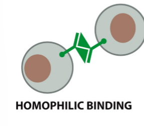 <p>Mediate Homophilic adhesion between cells </p>