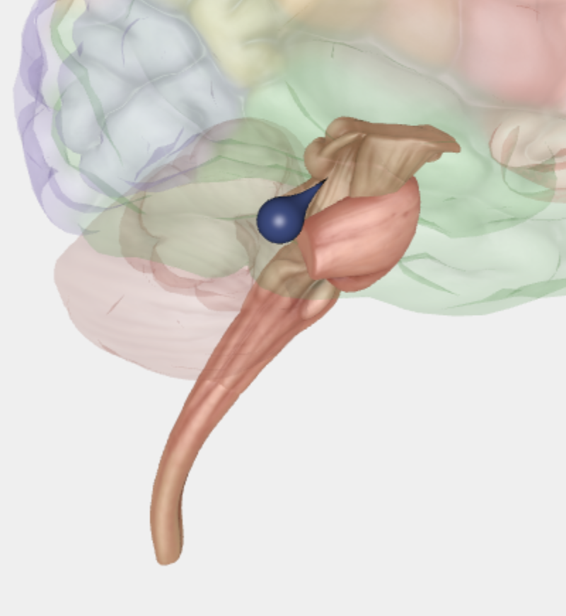 <p>Region i nervesystemet der indeholder grupper af motorisk og sensorisk nuclei, nuclei fra vidtrækkende neurotransmittersystemer og hvid masse tragte til stigende sensorisk information og faldende motoriske signaler. </p>