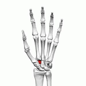<p>The trapezoid bone <span>is the smallest</span> carpal (wrist) bone in the distal row, sitting in the middle of the palm side of the hand</p>