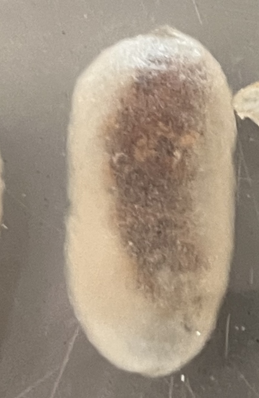 <p>What stage silkworm is this at?</p>