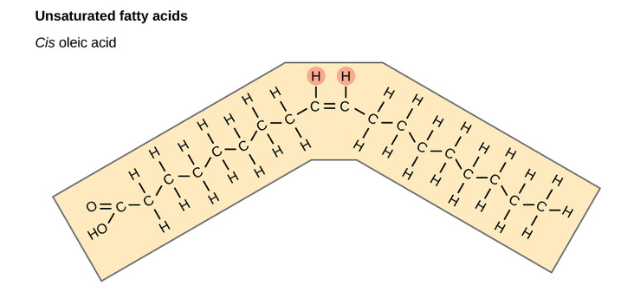 <p>Unsaturated Fatty Acid</p>