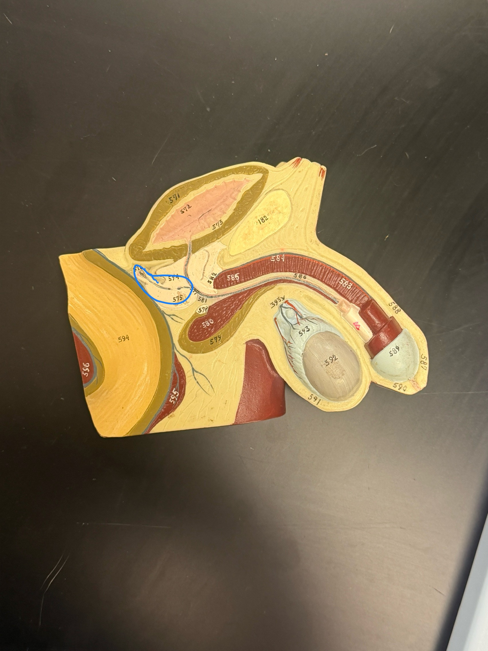 <p>name this structure</p>