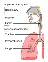 <p>the larynx and esophagus</p>