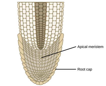 <p>located at the root tip, containing apical meristem that actively produces new cells beneath protective root cap</p>