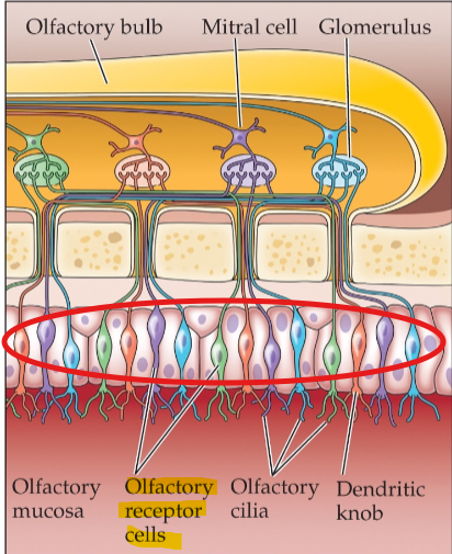 <p>receptor neurons within olfactory epithelium </p>